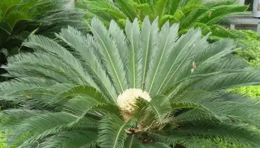  哪些植物生长在恐龙时代