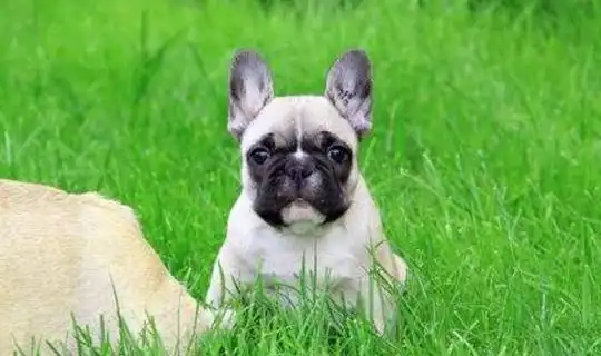  法国斗牛犬凶悍的外表下,有颗温柔的心