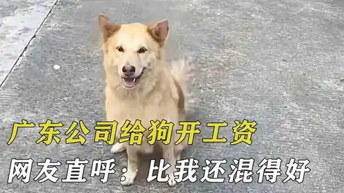  广东公司给狗开工资,正式编制月薪三千,网友直呼比我还混得好