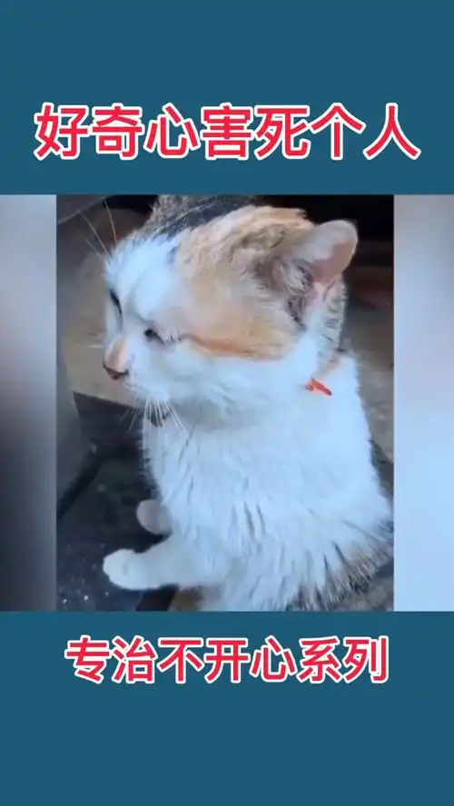 凡事不要太好奇了,这样也不好呀爆笑动物  凡事不要太好奇了,这样也不好呀爆笑动物