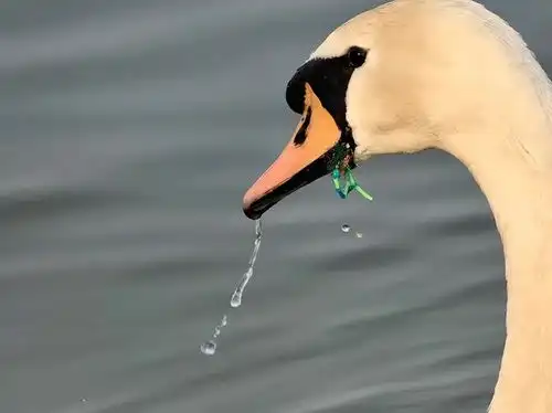  疣鼻天鹅落郑记