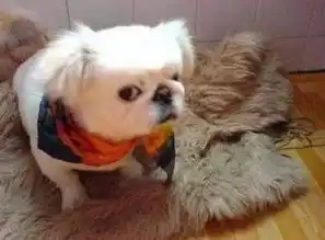  论玩,我只服北京人