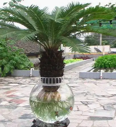 铁树公母图片对照