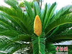  山西一处现铁树开花北方开花更为罕见