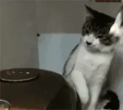  搞笑gif好奇害死猫啊,而且还容易招打,哈哈哈