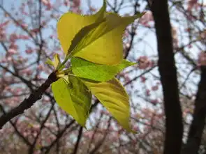  新机到手1月,晒照片,求拍砖求指导植物,动物,风景,美女多图中关村在线摄影论坛