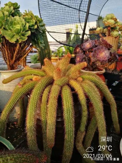 黄金钮,开花机器,180朵花多肉联萌 黄金钮,开花机器,180朵花多肉联萌