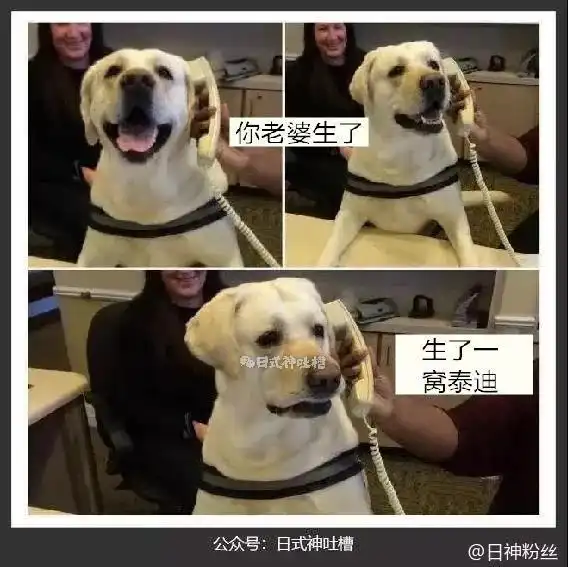  有哪些关于爱情的笑话趣图搞笑视频