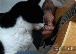 奶牛猫,猫中哈士奇果然名不虚传