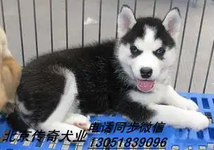  哈士奇报价厂家