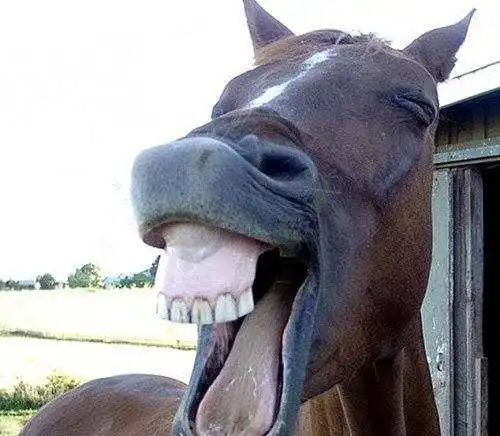 动物的搞笑照片,不笑的拜你为泥石流中的扛把子  动物的搞笑照片,不笑的拜你为泥石流中的扛把子