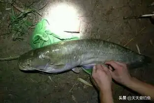 鲶鱼图片搞笑钓鲶鱼