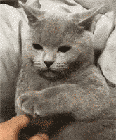 猫gif搞笑图片暖春