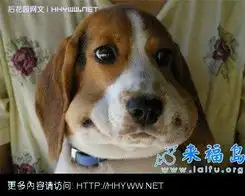  图片笑话笑话大全第4409页