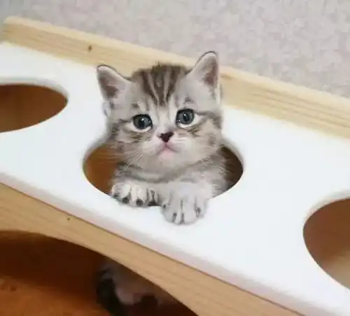  小奶猫是世界上最美好的存在,心累时吸一口,瞬间回血