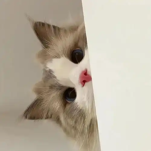 wechat搞怪猫咪头像  wechat搞怪猫咪头像