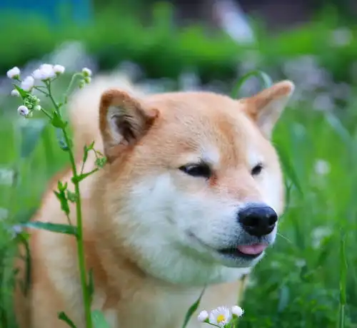 汪星人中可能威胁到哈士奇王者地位的宠物狗狗柴犬图集  汪星人中可能威胁到哈士奇王者地位的宠物狗狗柴犬图集