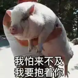 猪头像情侣搞笑图片表情
