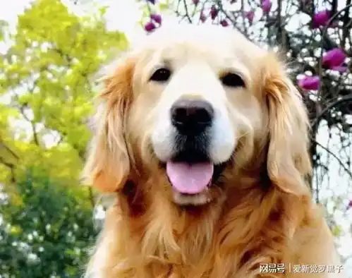  狗狗认不出主人,除了傻,还有几点原因