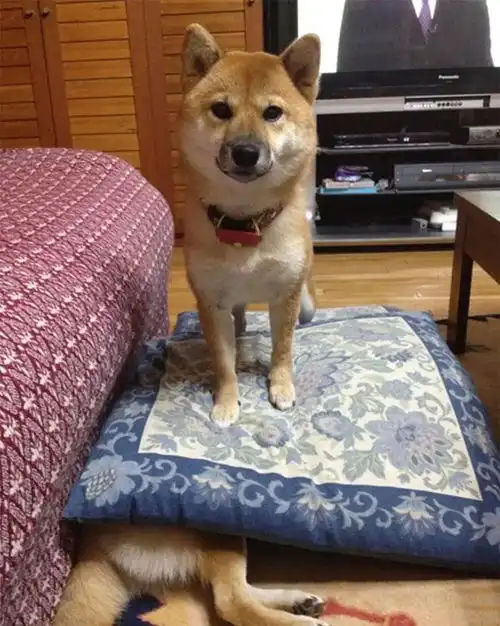 柴犬比哈士奇还倔强,才做出一堆搞笑的事情,只有主人才懂  柴犬比哈士奇还倔强,才做出一堆搞笑的事情,只有主人才懂