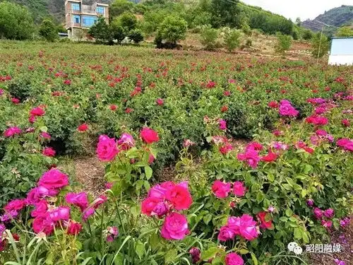 铁树开花图片搞笑最美丽