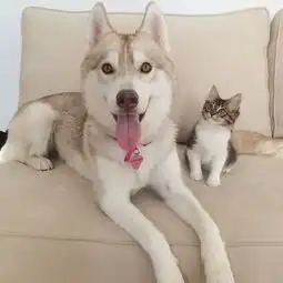  一只自以为是狗的猫,太萌了