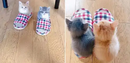 一组萌化人心的猫咪插画,每张都超适合当头像  一组萌化人心的猫咪插画,每张都超适合当头像