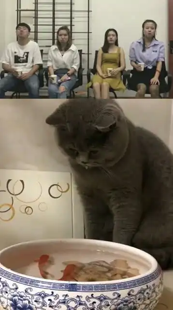 自从家里养了鱼,小猫就成这样了,这一幕真是太搞笑了  自从家里养了鱼,小猫就成这样了,这一幕真是太搞笑了