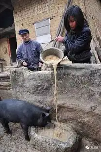  劳动节开始喂猪劈柴种菜,请别嫌弃泾县纯朴的农村人