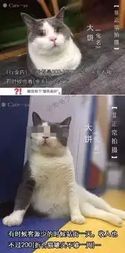  真的是找男票不如养只猫,哈哈哈哈