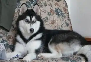  纯种哈士奇一只基地,怎样挑选一只好的幼犬