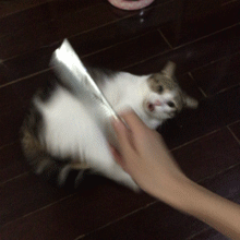  搞笑gif图片这是猫还是豹子我是分不清
