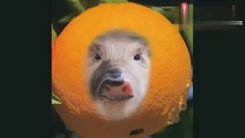 群主出来发红包了,谁配的音太搞笑了,有群的发给群主叫他发红包  群主出来发红包了,谁配的音太搞笑了,有群的发给群主叫他发红包