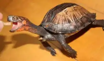  红加黄变橙今天来欣赏有趣的杂交龟