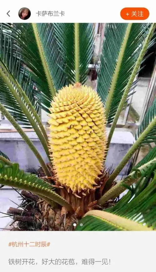  下周杭州气温大起大落,一夜狂降8这种红果果看看就好,别吃,有毒腾讯新闻