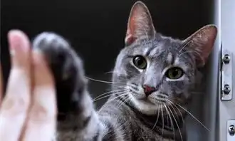 猫的智商到底有多高行为  猫的智商到底有多高行为