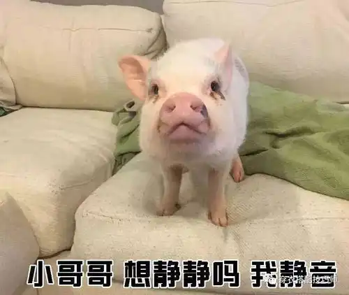 套路表情包一套猪养猪