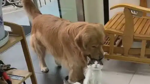  猫咪想出去玩,结果被狗狗叼回来了,一脸委屈的表情