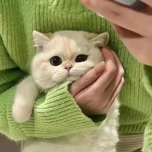 wechat搞怪猫咪头像  wechat搞怪猫咪头像