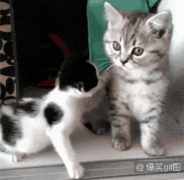  搞笑gif一只和妈妈学习踩奶的小奶猫