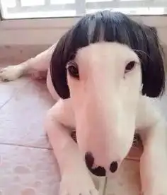  为什么圆脸比瓜子脸好看看完这组图你就明白了