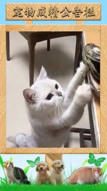 发现偷吃鱼的猫  发现偷吃鱼的猫