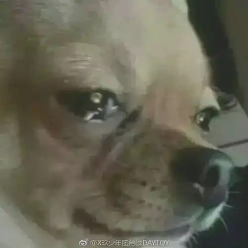 哈哈喵开黑的表情包夜不归宿