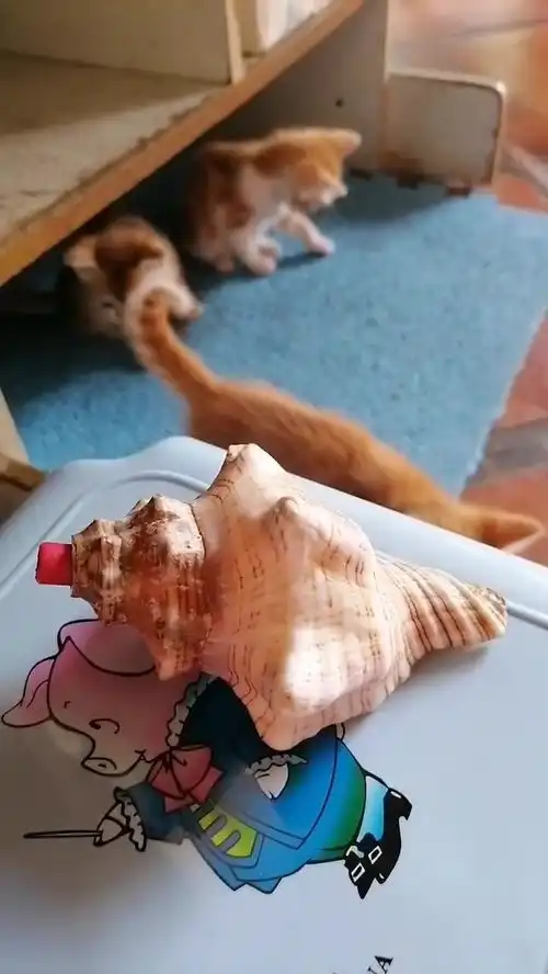 小猫成长日记满月2天2022年7月8日  小猫成长日记满月2天2022年7月8日