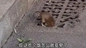  搞笑配音本命年猪大哥说要穿红色的秋裤,踩小人