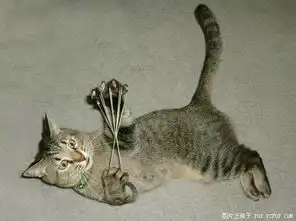  猫咪搞笑图片集锦