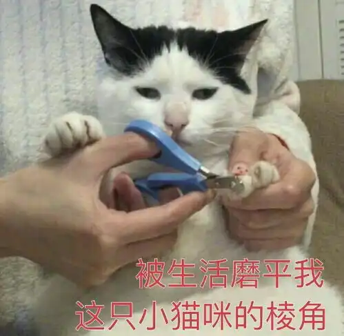  你有哪些压箱底的表情包