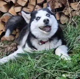  这些名犬小时候和长大后的不同,差别怎么那么大呢