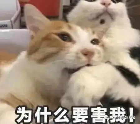 qq撩妹表情包全套猫咪