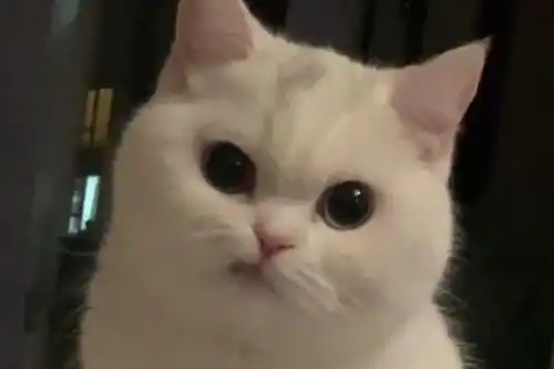  猫咪对你爱答不理多半是触及到雷区,宠物店长给出了答案